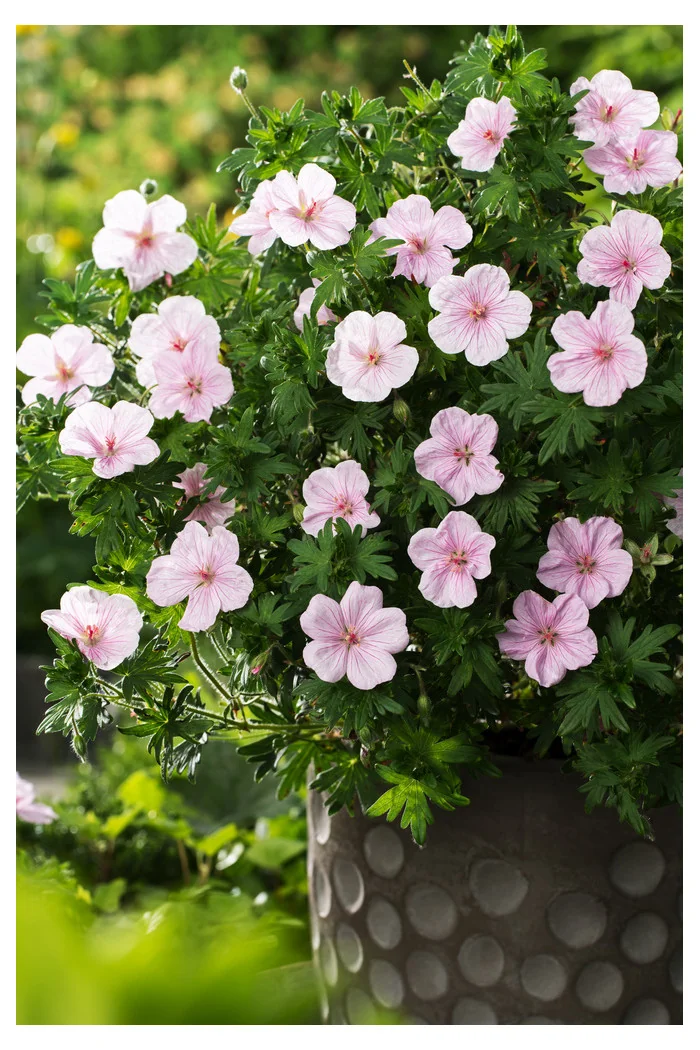 Bodziszek czerwony 'Vision Pink' | Geranium sanguineum