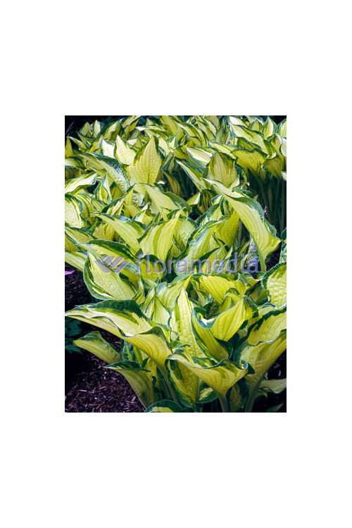 Funkia 'Aureomaculata' Hosta