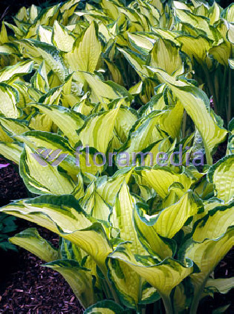 Funkia 'Aureomaculata' Hosta