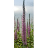 Przetacznikowiec 'Pink Damask' Veronicastrum