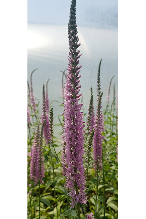 Przetacznikowiec 'Pink Damask' Veronicastrum