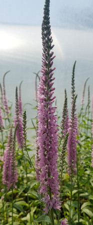 Przetacznikowiec 'Pink Damask' Veronicastrum