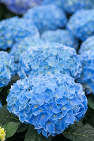 Hortensja ogrodowa 'Nikko Blue' | Hydrangea macrophylla