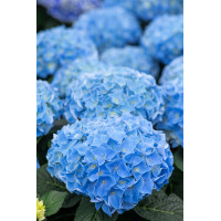 Hortensja ogrodowa 'Nikko Blue' | Hydrangea macrophylla