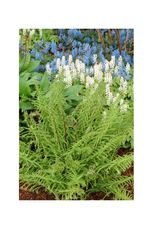 Wietlica 'Dre's Dagger' | Athyrium filix-femina