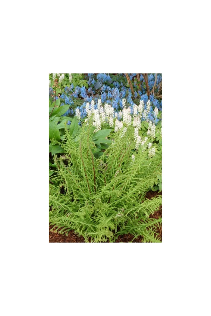 Wietlica 'Dre's Dagger' | Athyrium filix-femina