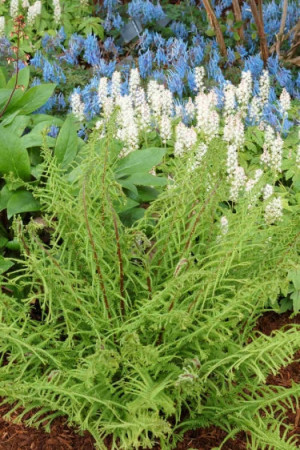 Wietlica 'Dre's Dagger' | Athyrium filix-femina