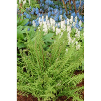 Wietlica 'Dre's Dagger' | Athyrium filix-femina