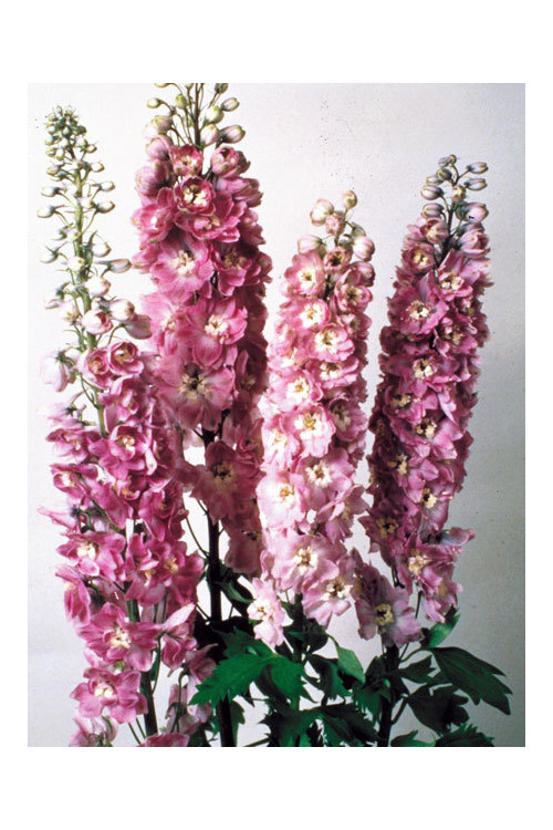 Ostróżka 'Magic Fountains Lilac Pink White Bee' Delphinium elatum