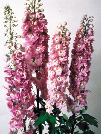 Ostróżka 'Magic Fountains Lilac Pink White Bee' Delphinium elatum