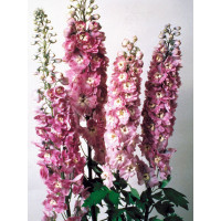 Ostróżka 'Magic Fountains Lilac Pink White Bee' Delphinium elatum