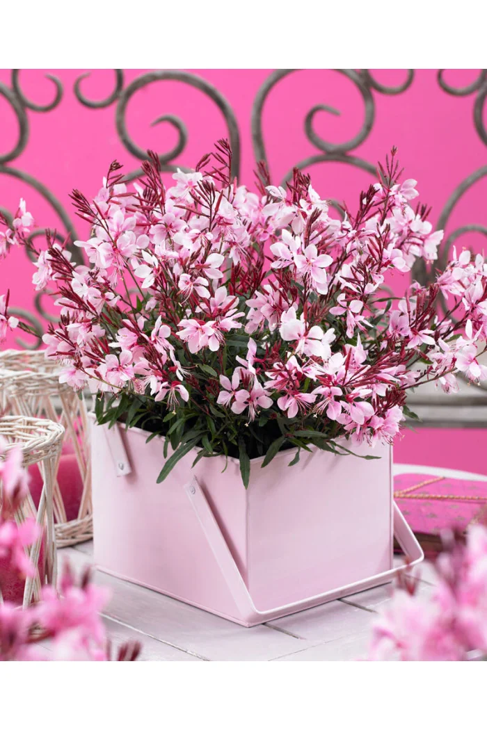 Gaura 'Gaudi Pink' | Gaura