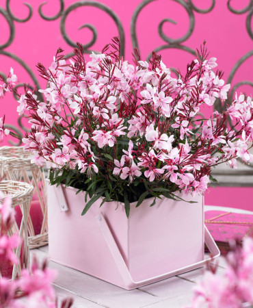 Gaura 'Gaudi Pink' | Gaura