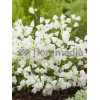 Dzwonek drobny 'Baby White' Campanula cochleariifolia