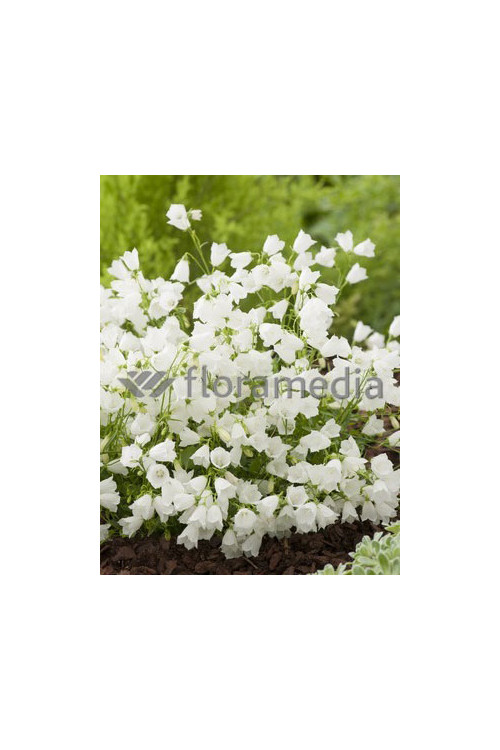 Dzwonek drobny 'Baby White' Campanula cochleariifolia