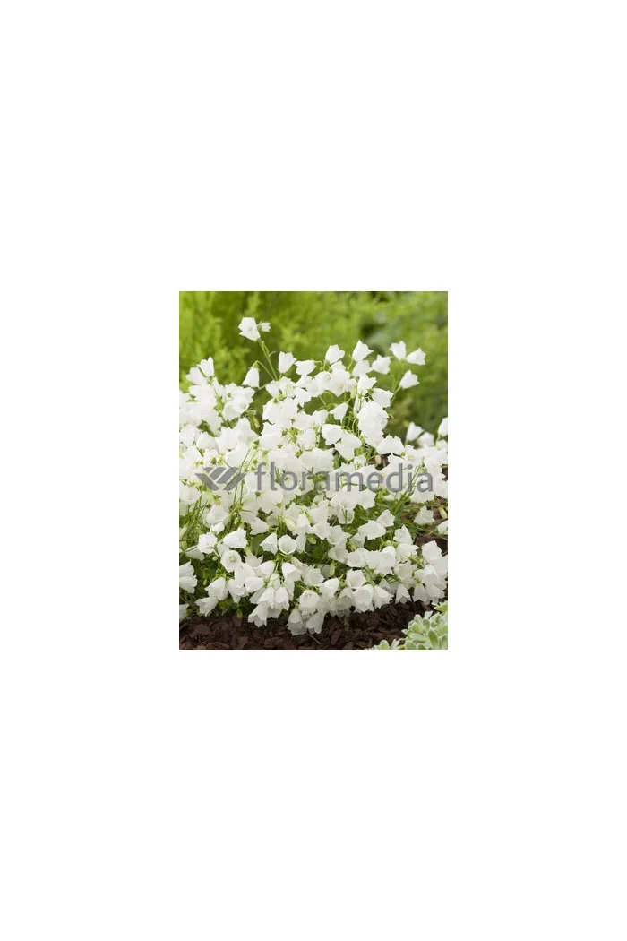 Dzwonek drobny 'Baby White' Campanula cochleariifolia