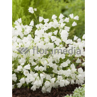 Dzwonek drobny 'Baby White' Campanula cochleariifolia