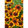 Rudbekia Littlebeckia 'Sunrise' | Rudbeckia hirta