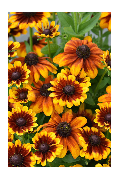 Rudbekia Littlebeckia 'Sunrise' | Rudbeckia hirta