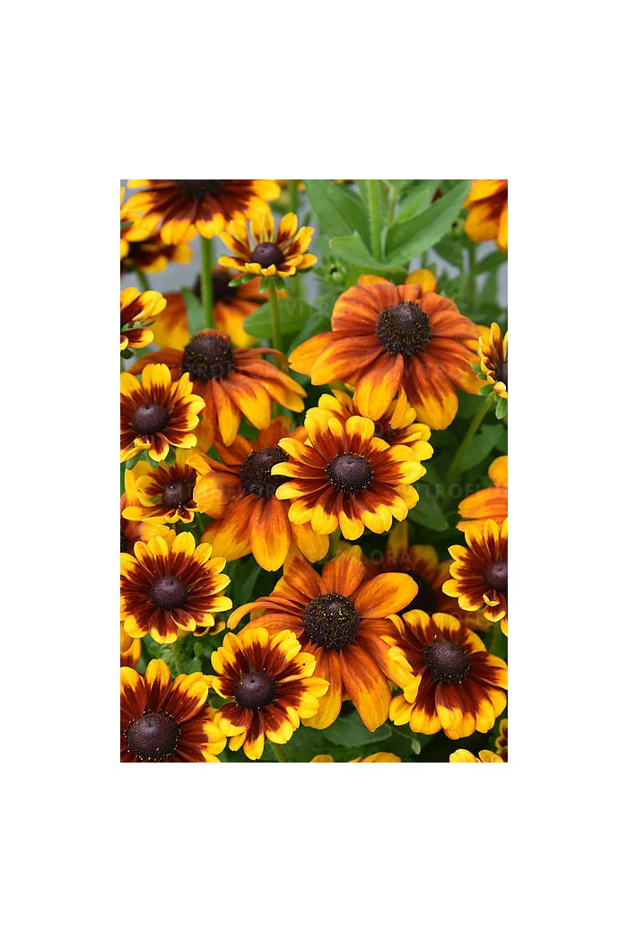 Rudbekia Littlebeckia 'Sunrise' | Rudbeckia hirta