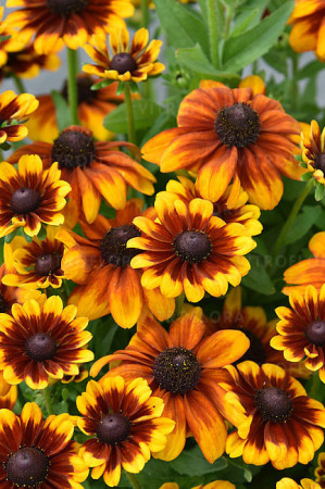 Rudbekia Littlebeckia 'Sunrise' | Rudbeckia hirta
