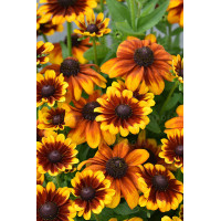 Rudbekia Littlebeckia 'Sunrise' | Rudbeckia hirta