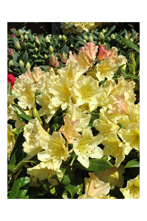 Różanecznik 'Profesor Scholz' | Rhododendron