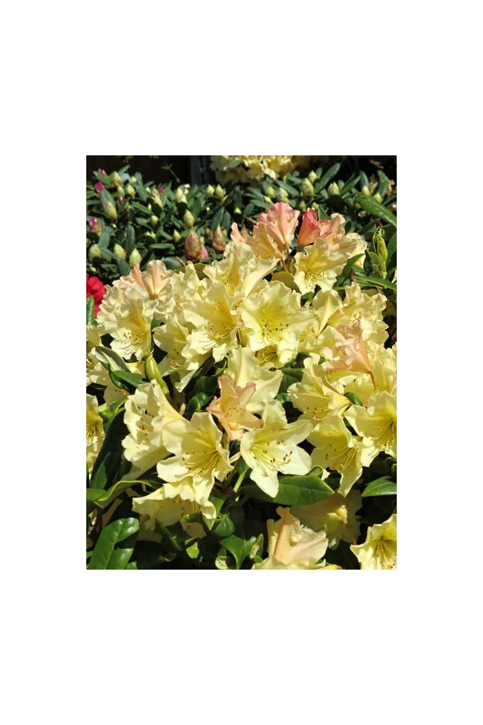 Różanecznik 'Profesor Scholz' | Rhododendron
