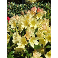Różanecznik 'Profesor Scholz' | Rhododendron