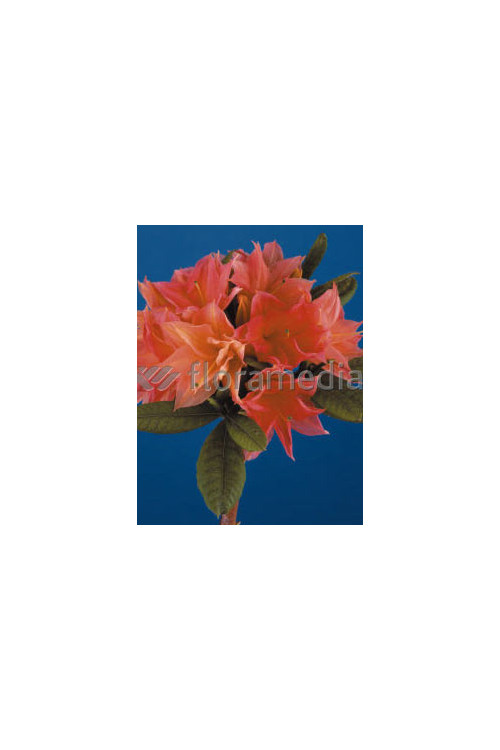 Azalia wielkokwiatowa 'IL Tasso' Rhododendron