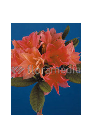 Azalia wielkokwiatowa 'IL Tasso' Rhododendron