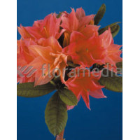 Azalia wielkokwiatowa 'IL Tasso' Rhododendron