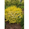 Berberys Thunberga 'Aurea' Berberis thunbergii