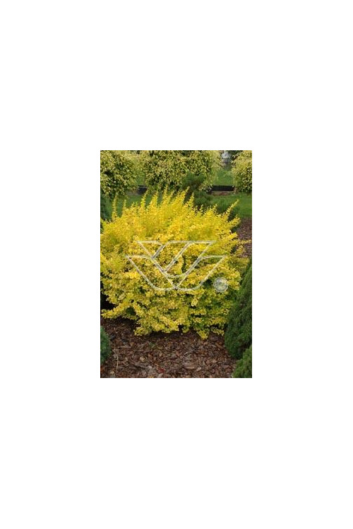 Berberys Thunberga 'Aurea' Berberis thunbergii
