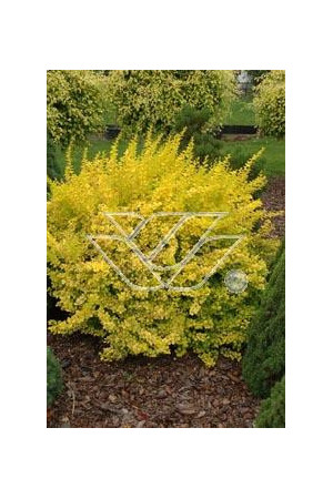 Berberys Thunberga 'Aurea' Berberis thunbergii
