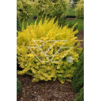 Berberys Thunberga 'Aurea' Berberis thunbergii