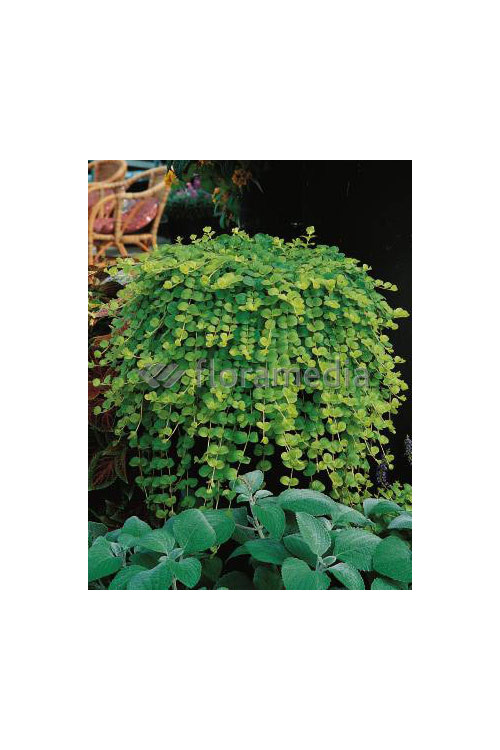 Tojeść rozesłana Lysimachia nummularia