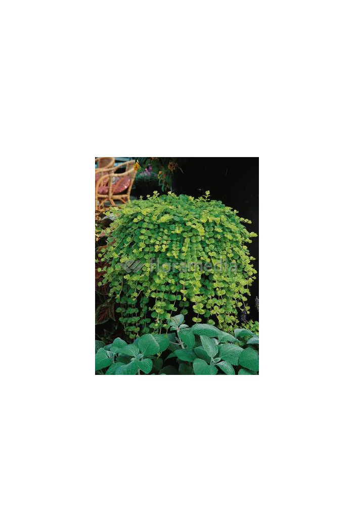 Tojeść rozesłana Lysimachia nummularia