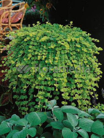 Tojeść rozesłana Lysimachia nummularia