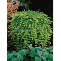 Tojeść rozesłana Lysimachia nummularia