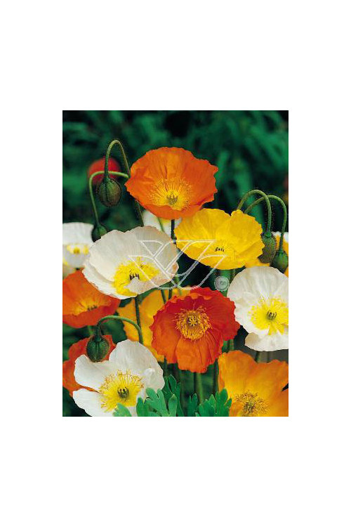 Mak syberyjski 'Champagne Bubbles' Papaver nudicale