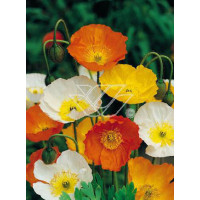 Mak syberyjski 'Champagne Bubbles' Papaver nudicale