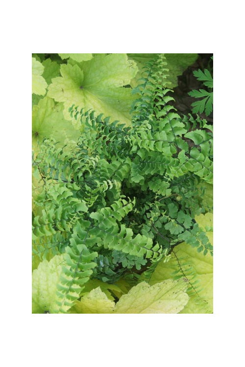 Adiantum stopowate 'Imbricatum' | Adiantum pedatum