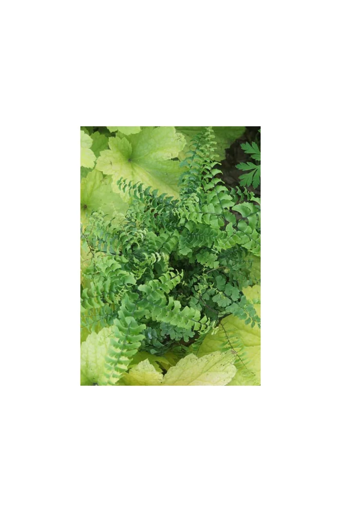 Adiantum stopowate 'Imbricatum' | Adiantum pedatum