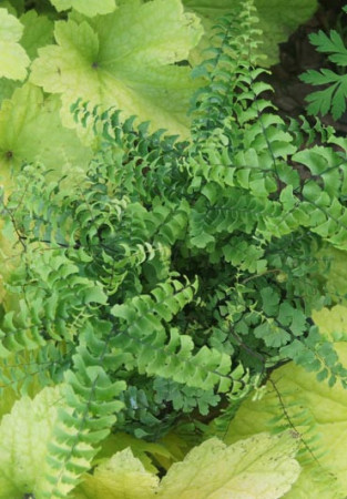 Adiantum stopowate 'Imbricatum' | Adiantum pedatum