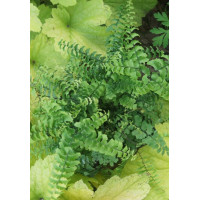 Adiantum stopowate 'Imbricatum' | Adiantum pedatum