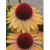 Jeżówka 'Rainbow Apricot' | Echinacea