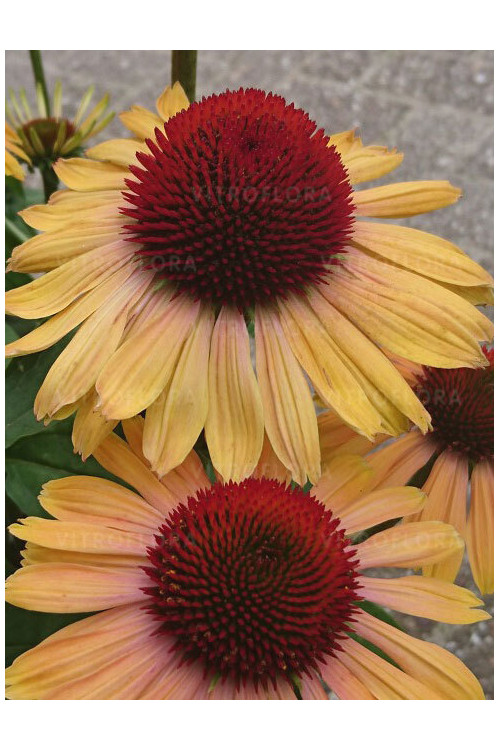 Jeżówka 'Rainbow Apricot' | Echinacea