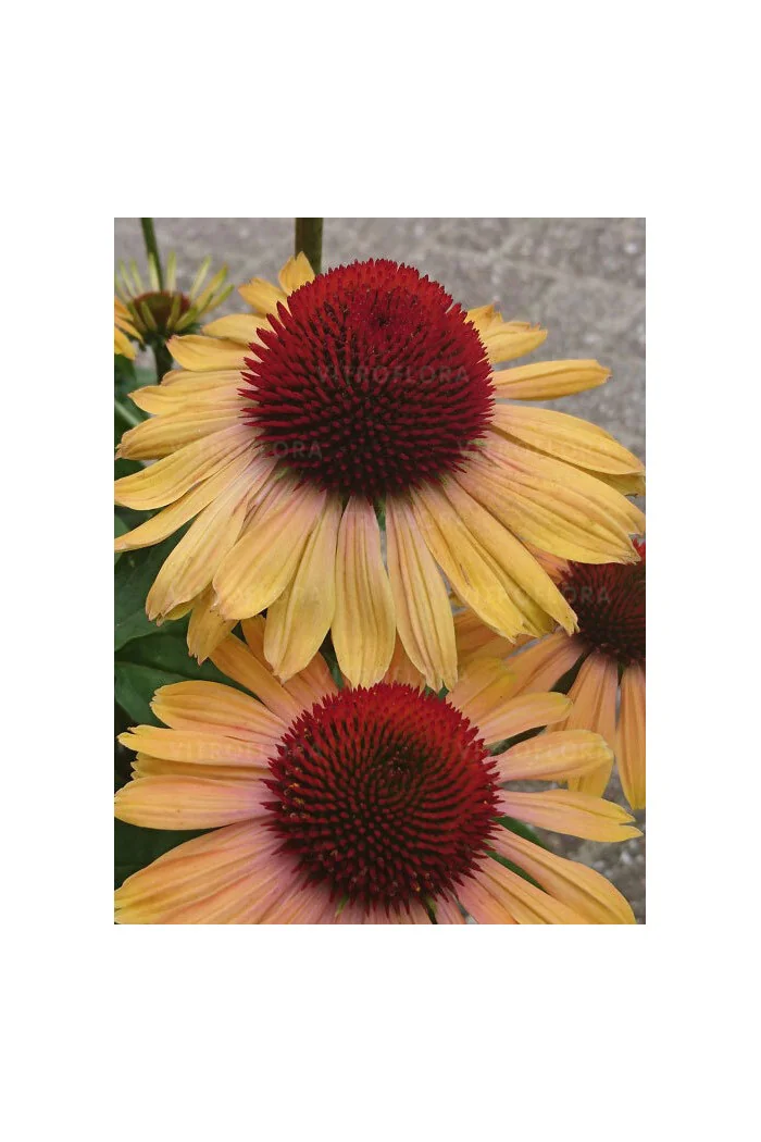 Jeżówka 'Rainbow Apricot' | Echinacea