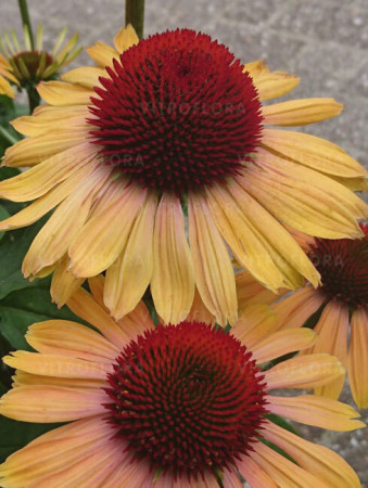 Jeżówka 'Rainbow Apricot' | Echinacea